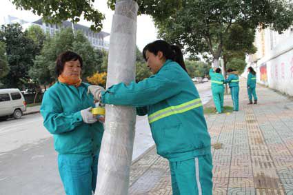 近日，凤台县园林部门组织人员对城区滨河公园、凤凰文化公园、凤城大道、体育西路等路段和公园的香樟树，采取成本低、无污染的“捆扎草绳法”进行防冻保暖，确保树木安全越冬。(淮南报业新闻网)