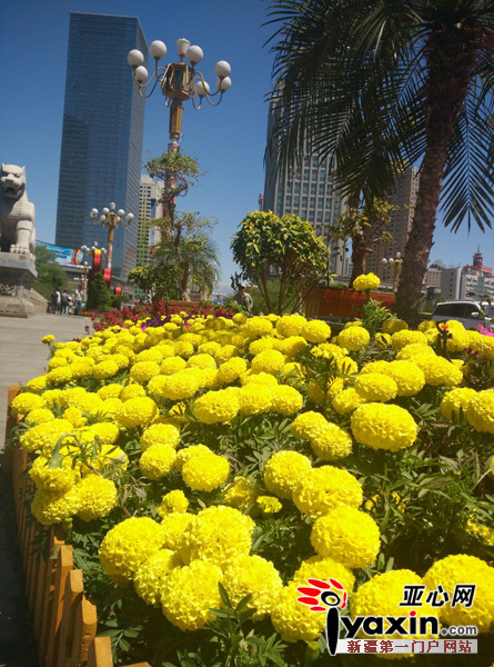 西大桥不仅种植各种花，还用花摆放各种雕塑，给人以百花齐放之感。晨报全媒体记者胡大敏摄