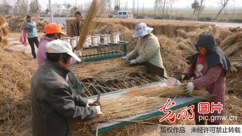 河南开封：废弃稻草加工草苫巧赚钱